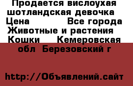 Продается вислоухая шотландская девочка › Цена ­ 8 500 - Все города Животные и растения » Кошки   . Кемеровская обл.,Березовский г.